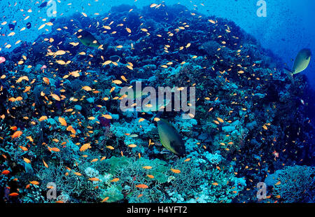 Coral reef avec poisson chirurgien (Acanthurus mata lyretail coralfish) et (Pseudanthias squamipinnis), Marsa Alam Banque D'Images