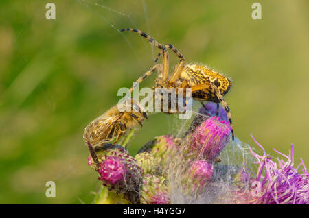 Araignée Araneus diadematus (jardin) avec une abeille (Apis) sur thistle, forêt de Thuringe, Thuringe, Allemagne Banque D'Images