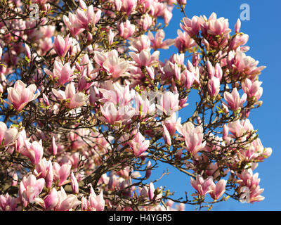 Fleurs de magnolia (Magnolia) Banque D'Images