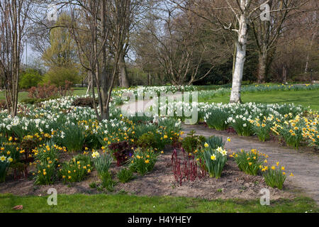 Chemin à travers la floraison des jonquilles, le printemps en Westfalenpark, Dortmund, Ruhr, Rhénanie du Nord-Westphalie Banque D'Images