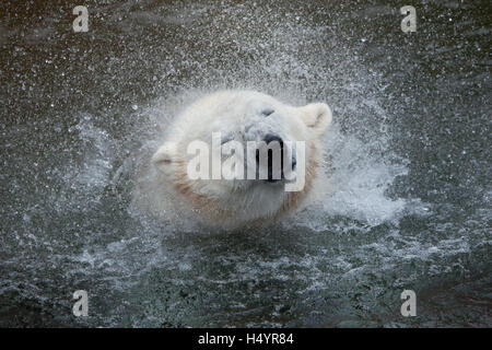 L'ours polaire (Ursus maritimus) secouant. Des animaux de la faune. Banque D'Images