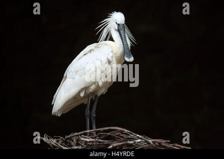 Spatule blanche (Platalea leucorodia), également connu sous le nom de la spatule blanche. Des animaux de la faune. Banque D'Images