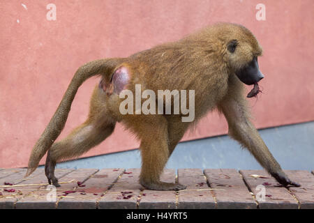 Babouin de Guinée (Papio papio) au zoo de Nuremberg à Nuremberg, Bavière, Allemagne. Banque D'Images