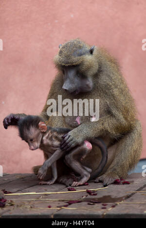 Babouin de Guinée (Papio papio). Babouin femelle avec son nouveau-né au zoo de Nuremberg à Nuremberg, Bavière, Allemagne. Banque D'Images