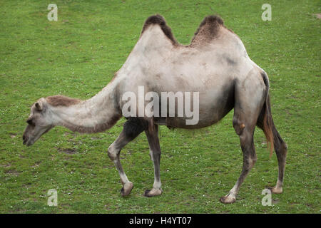 Chameau de Bactriane (Camelus bactrianus). Animal domestique. Banque D'Images