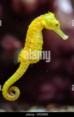 Slender" (Hippocampus reidi), également connu sous le nom de longsnout seahorse. Des animaux de la faune. Banque D'Images