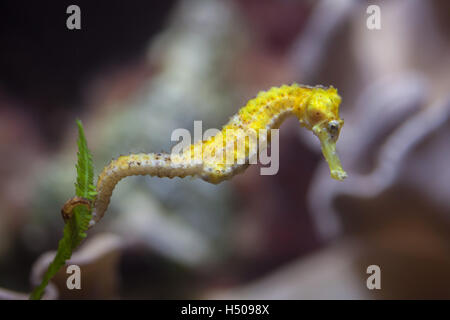 Slender" (Hippocampus reidi), également connu sous le nom de longsnout seahorse. Des animaux de la faune. Banque D'Images