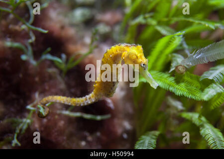 Slender" (Hippocampus reidi), également connu sous le nom de longsnout seahorse. Des animaux de la faune. Banque D'Images