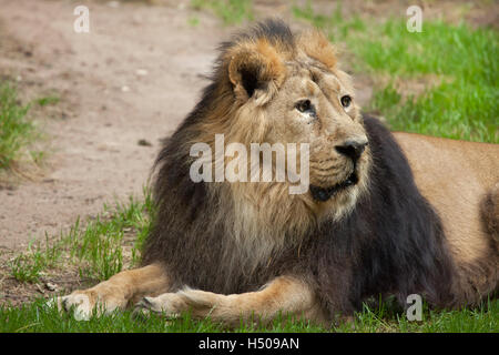 Lion d'Asie (Panthera leo persica), également connu sous le nom de l'Indian lion. Des animaux de la faune. Banque D'Images