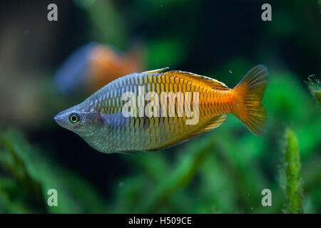 L'Boeseman rainbowfish (Melanotaenia boesemani). Des animaux de la faune. Banque D'Images