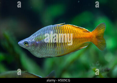 L'Boeseman rainbowfish (Melanotaenia boesemani). Des animaux de la faune. Banque D'Images