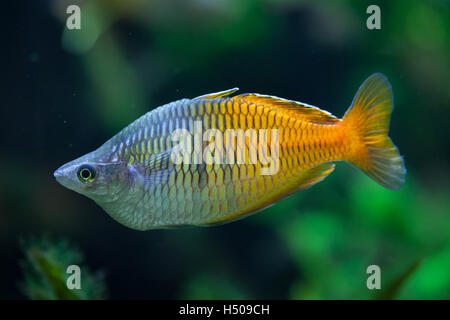 L'Boeseman rainbowfish (Melanotaenia boesemani). Des animaux de la faune. Banque D'Images