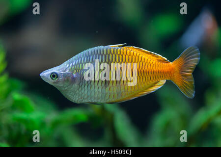 L'Boeseman rainbowfish (Melanotaenia boesemani). Des animaux de la faune. Banque D'Images