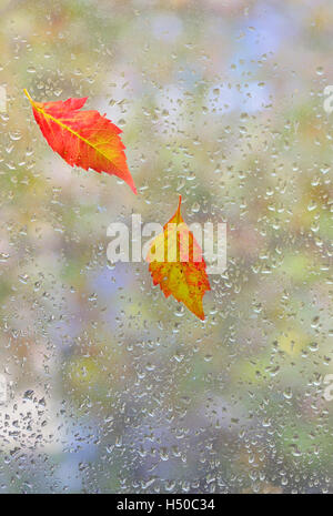 Les feuilles d'automne sur le verre avec de l'eau naturelle chute Banque D'Images