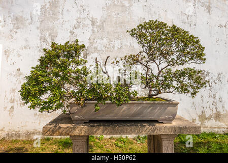 Bonsai arbre dans l'Humble Administrator's Garden, un jardin chinois à Suzhou, un UNESCO World H Banque D'Images