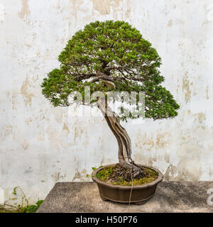 Bonsai arbre dans l'Humble Administrator's Garden, un jardin chinois à Suzhou, un UNESCO World H Banque D'Images