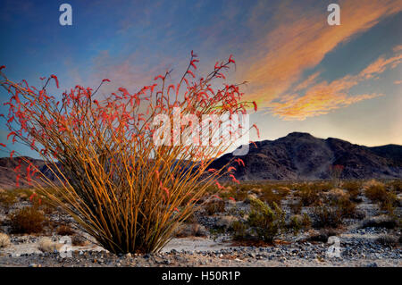 La Bush en fleur. Joshua Tree National Park. Californie Banque D'Images