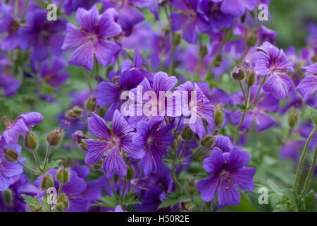 Hardy Purple Cranesbill Geranium floraison dans un jardin anglais, Royaume-Uni Banque D'Images