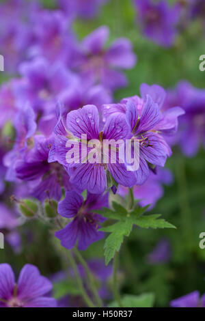 Gros plan de Hardy Purple Cranesbill Geranium floraison dans un jardin anglais, Royaume-Uni Banque D'Images