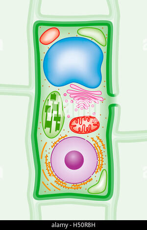 La structure cellulaire des plantes. Plus d'infos dans la description ! Banque D'Images