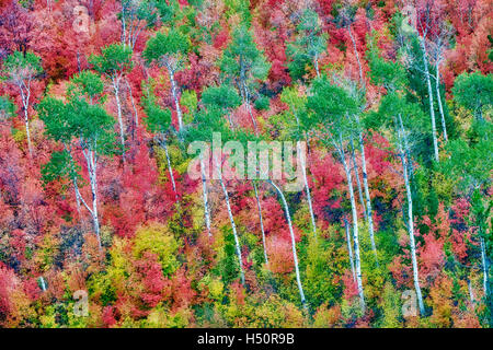 Variétés mixtes des érables avec tremble dans la couleur de l'automne. Targhee National Forest, North Carolina Banque D'Images