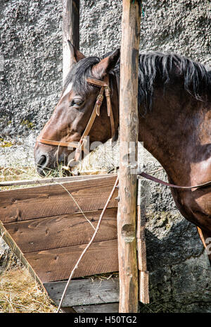 Horse Chestnut sont nourris avec du foin. Scène de ferme. Thème des animaux. Composition verticale. Banque D'Images