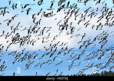 Grande bande d'Oies des neiges, Chen caerulescens, en vol pendant la migration. Banque D'Images