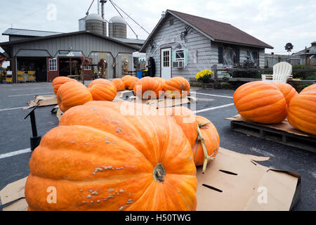 Pumpkins sur l'affichage à un marché agricole de l'Illinois. Banque D'Images