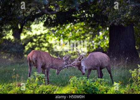 Red Deer Cervus elaphus à Richmond Park, Londres, Royaume-Uni Banque D'Images