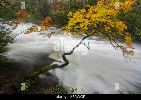 Chute d'eau et les arbres d'automne sur la rivière meule-Nanaimo, British Columbia, Canada. Banque D'Images