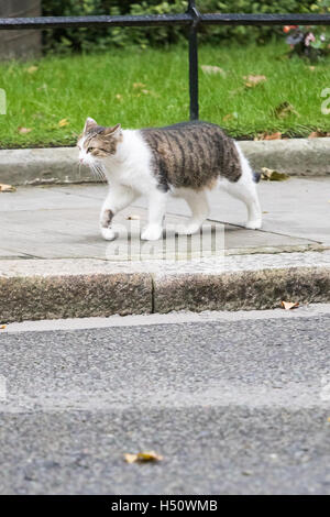 Downing Street, Londres, 18 octobre 2016. Larry Downing Street les patrouilles de chat son territoire alors que les ministres arrivent à la réunion hebdomadaire du cabinet au 10 Downing Street à Londres. Crédit : Paul Davey/Alamy Live News Banque D'Images