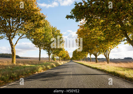 Heydon, South Cambridgeshire, Royaume-Uni. 18 Oct, 2016. Une route bordée d'arbres brille dans couleurs d'automne sur un jour d'automne ensoleillé et venteux. Les températures ont chuté au cours de la semaine et il y a la possibilité de gel plus tard dans la semaine que la saison d'automne se développe. Credit : Julian Eales/Alamy Live News Banque D'Images