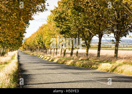 Heydon, South Cambridgeshire, Royaume-Uni. 18 Oct, 2016. Une route bordée d'arbres brille dans couleurs d'automne sur un jour d'automne ensoleillé et venteux. Les températures ont chuté au cours de la semaine et il y a la possibilité de gel plus tard dans la semaine que la saison d'automne se développe. Credit : Julian Eales/Alamy Live News Banque D'Images