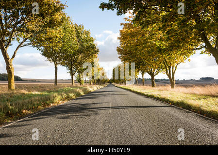 Heydon, South Cambridgeshire, Royaume-Uni. 18 Oct, 2016. Une route bordée d'arbres brille dans couleurs d'automne sur un jour d'automne ensoleillé et venteux. Les températures ont chuté au cours de la semaine et il y a la possibilité de gel plus tard dans la semaine que la saison d'automne se développe. Credit : Julian Eales/Alamy Live News Banque D'Images