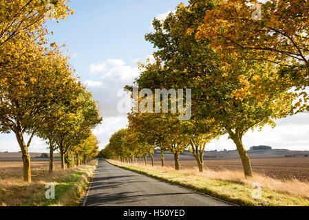 Heydon, South Cambridgeshire, Royaume-Uni. 18 Oct, 2016. Une route bordée d'arbres brille dans couleurs d'automne sur un jour d'automne ensoleillé et venteux. Les températures ont chuté au cours de la semaine et il y a la possibilité de gel plus tard dans la semaine que la saison d'automne se développe. Credit : Julian Eales/Alamy Live News Banque D'Images