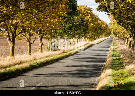 Heydon, South Cambridgeshire, Royaume-Uni. 18 Oct, 2016. Une route bordée d'arbres brille dans couleurs d'automne sur un jour d'automne ensoleillé et venteux. Les températures ont chuté au cours de la semaine et il y a la possibilité de gel plus tard dans la semaine que la saison d'automne se développe. Credit : Julian Eales/Alamy Live News Banque D'Images