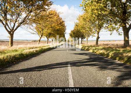 Heydon, South Cambridgeshire, Royaume-Uni. 18 Oct, 2016. Une route bordée d'arbres brille dans couleurs d'automne sur un jour d'automne ensoleillé et venteux. Les températures ont chuté au cours de la semaine et il y a la possibilité de gel plus tard dans la semaine que la saison d'automne se développe. Credit : Julian Eales/Alamy Live News Banque D'Images