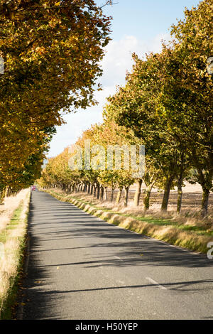 Heydon, South Cambridgeshire, Royaume-Uni. 18 Oct, 2016. Une route bordée d'arbres brille dans couleurs d'automne sur un jour d'automne ensoleillé et venteux. Les températures ont chuté au cours de la semaine et il y a la possibilité de gel plus tard dans la semaine que la saison d'automne se développe. Credit : Julian Eales/Alamy Live News Banque D'Images