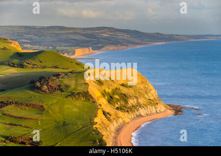 Golden Cap, Dorset, UK. 18 octobre 2016. Météo britannique. Vue vers l'Est de la côte jurassique du Dorset à l'ensemble de Niche colline en direction de West Bay, illuminé par le soleil de fin d'après-midi magnifique vue depuis le dessus de la Golden Cap. Cap d'or est la plus haute falaise sur la côte sud de l'Angleterre. Photo : Graham Hunt/Alamy Live News Banque D'Images