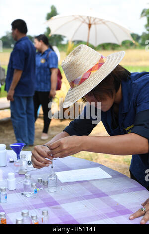 SINGBURI - THAÏLANDE : 18 paysans cultivant le riz en faisant preuve d'économie suffisante comme des rois et la Thaïlande montrent leur loyauté à la monarchie à Bangrachan le 18 octobre 2016 à Singburi, Thaïlande. Banque D'Images