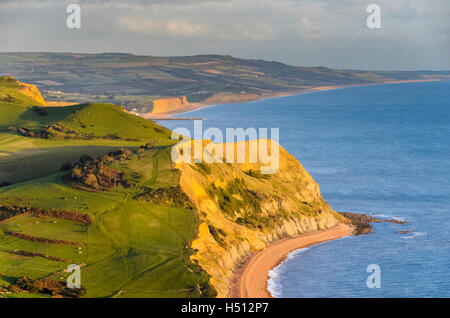 Golden Cap, Dorset, UK. 18 octobre 2016. Météo britannique. Vue vers l'Est de la côte jurassique du Dorset à l'ensemble de Niche colline en direction de West Bay, illuminé par le soleil de fin d'après-midi magnifique vue depuis le dessus de la Golden Cap. Cap d'or est la plus haute falaise sur la côte sud de l'Angleterre. Photo : Graham Hunt/Alamy Live News Banque D'Images