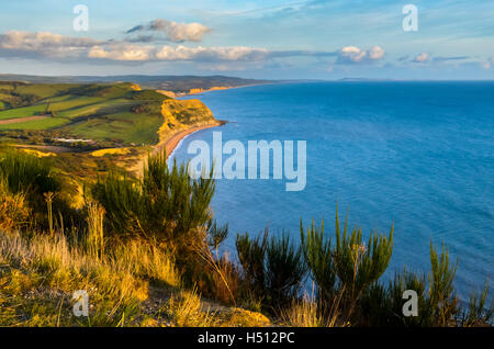 Golden Cap, Dorset, UK. 18 octobre 2016. Météo britannique. Vue vers l'Est de la côte jurassique du Dorset à l'ensemble de Niche colline en direction de West Bay, illuminé par le soleil de fin d'après-midi magnifique vue depuis le dessus de la Golden Cap. Cap d'or est la plus haute falaise sur la côte sud de l'Angleterre. Photo : Graham Hunt/Alamy Live News Banque D'Images