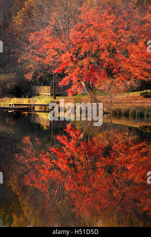 Réflexions d'arbres dans le lac à l'automne Banque D'Images