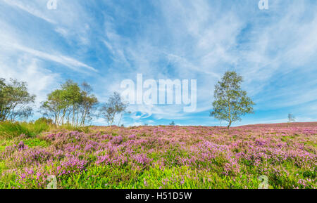 Les bouleaux entre Blooming Purple Heather Champ de fleurs Banque D'Images