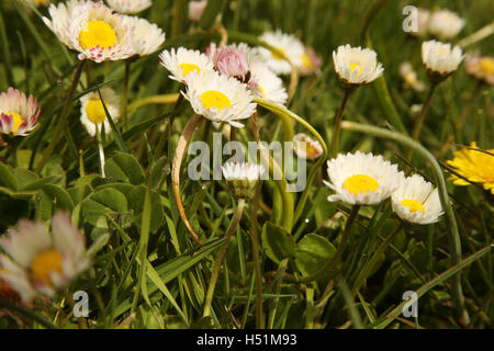 Les marguerites dans le jardin Banque D'Images