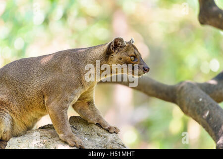 Fossa (Cryptoprocta ferox) Cat à Madagascar Banque D'Images