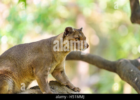 Fossa (Cryptoprocta ferox) Cat à Madagascar Banque D'Images