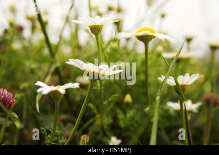 Les marguerites dans le jardin Banque D'Images
