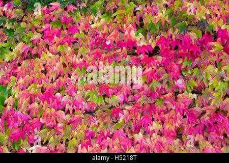 Du Parthenocissus tricuspidata. Boston ivy / réducteur japonais en automne Banque D'Images