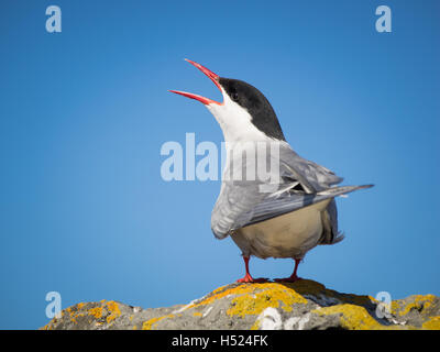 Sterne arctique en Islande. Banque D'Images